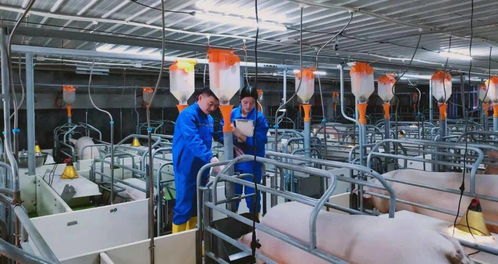 傲農(nóng)食品鉅惠上線,邀您嘗鮮過年